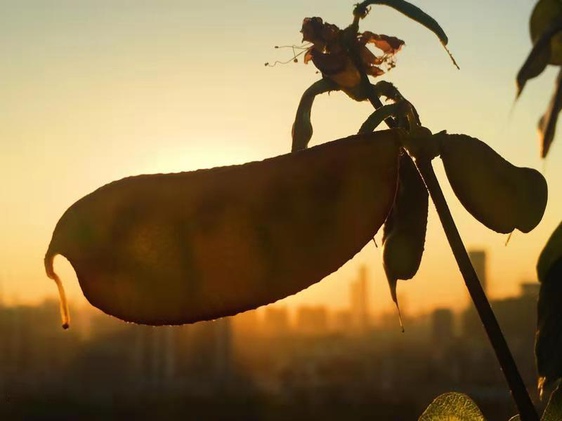 地多宝打卡日常—Monday