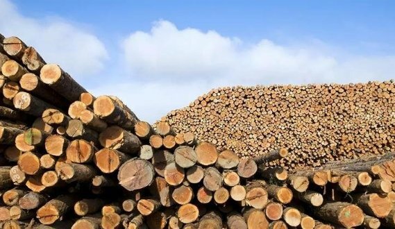 中国为世界上最大的木材进口国 美国排名第二